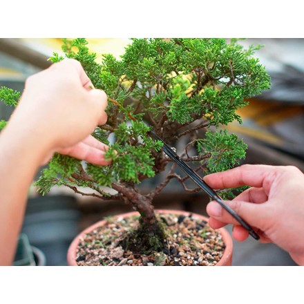 A bonsai tree and tutorial Image