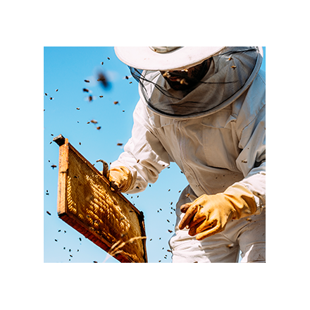 Your own bee hive Image