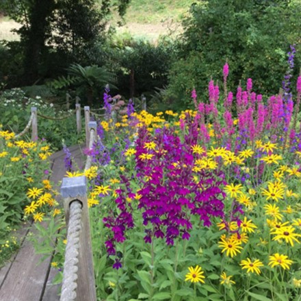 A Tour of Judith Queree's Garden Image